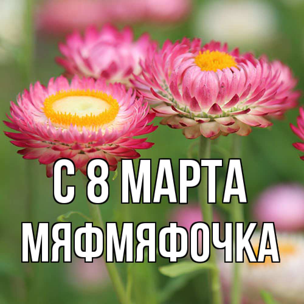 Открытка на каждый день с именем, мяфмяфочка C 8 МАРТА подарок на международный женский день Прикольная открытка с пожеланием онлайн скачать бесплатно 