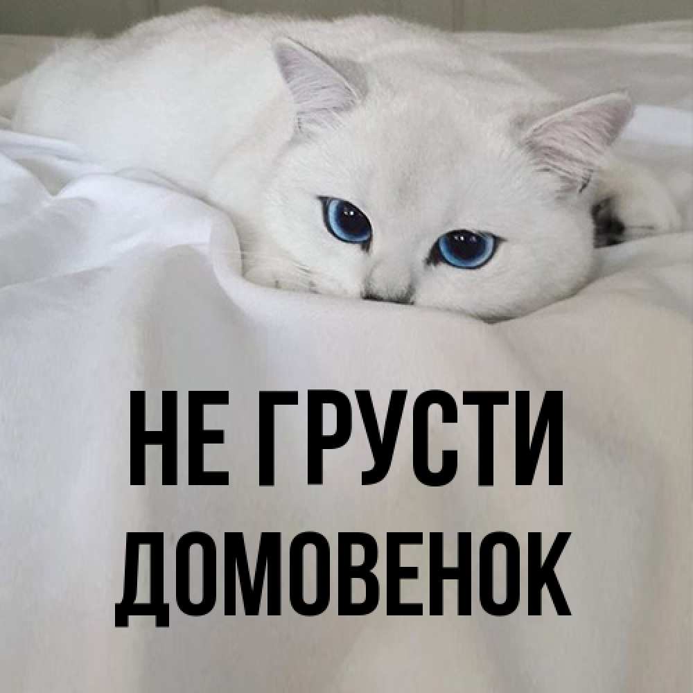 Открытка на каждый день с именем, Домовенок Не грусти Голубоглазая кошка Прикольная открытка с пожеланием онлайн скачать бесплатно 