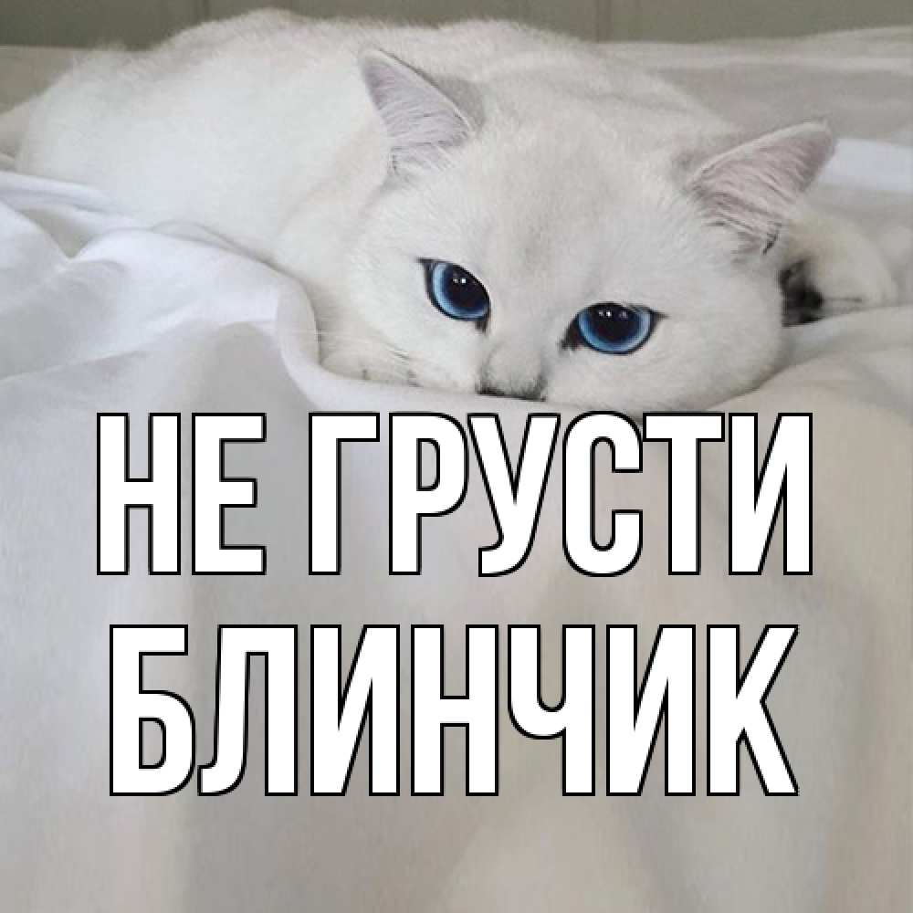 Открытка на каждый день с именем, Блинчик Не грусти белый кот с голубыми глазами на белоснежной кровати Прикольная открытка с пожеланием онлайн скачать бесплатно 