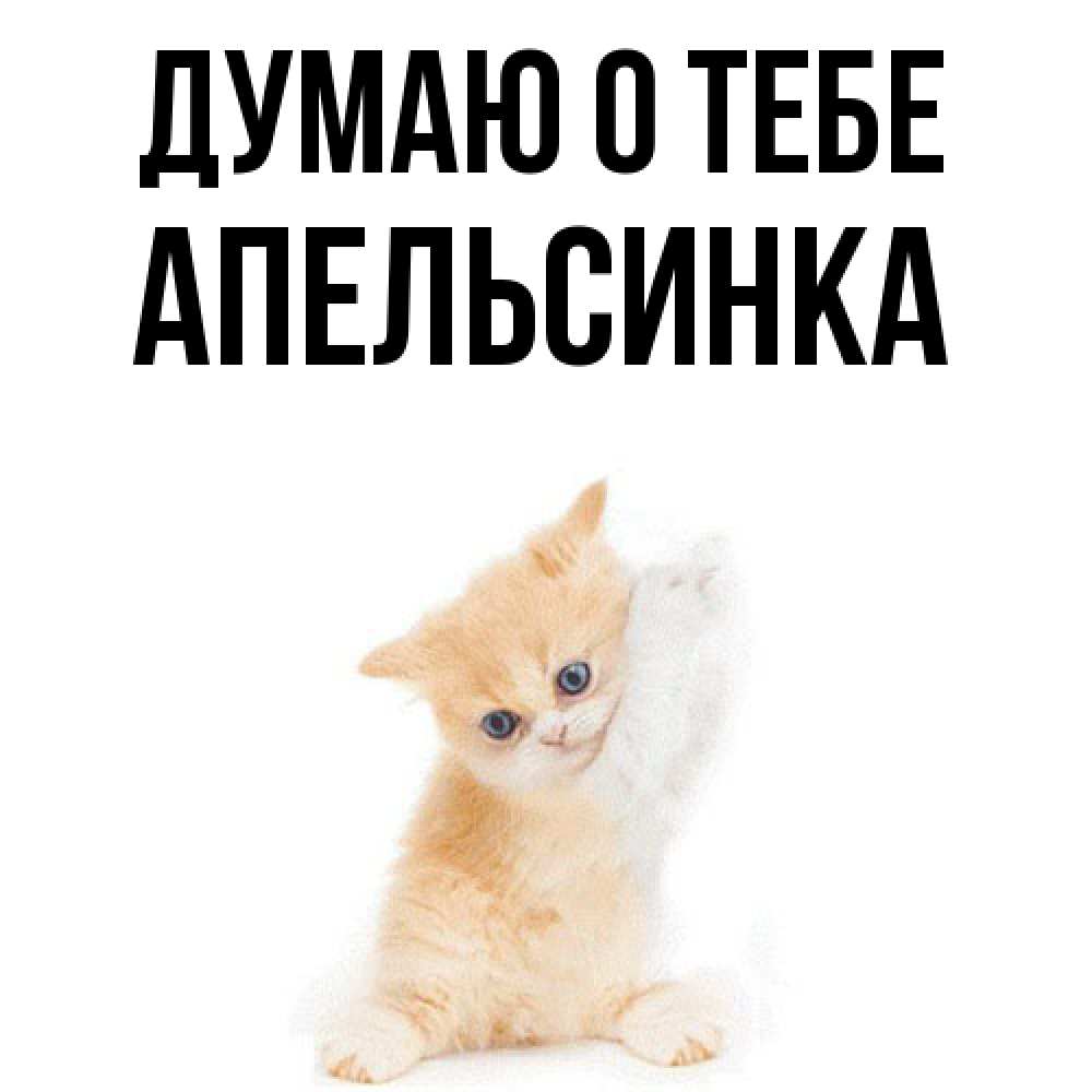 Открытка на каждый день с именем, апельсинка Думаю о тебе зверушки и милота Прикольная открытка с пожеланием онлайн скачать бесплатно 