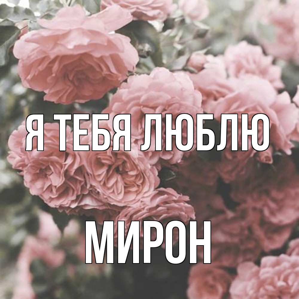 Открытка на каждый день с именем, Мирон Я тебя люблю розы 3 Прикольная открытка с пожеланием онлайн скачать бесплатно 
