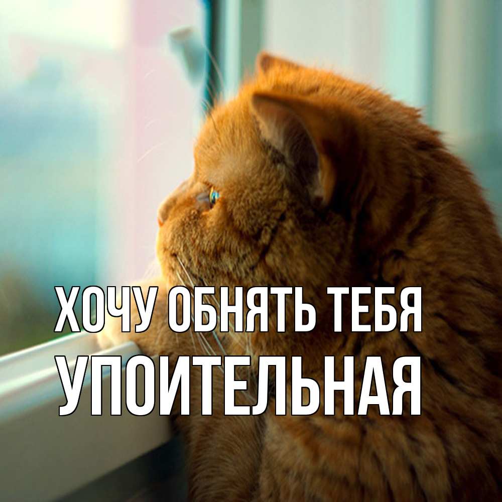 Открытка на каждый день с именем, Упоительная Хочу обнять тебя большой огромный рыжий котяра Прикольная открытка с пожеланием онлайн скачать бесплатно 