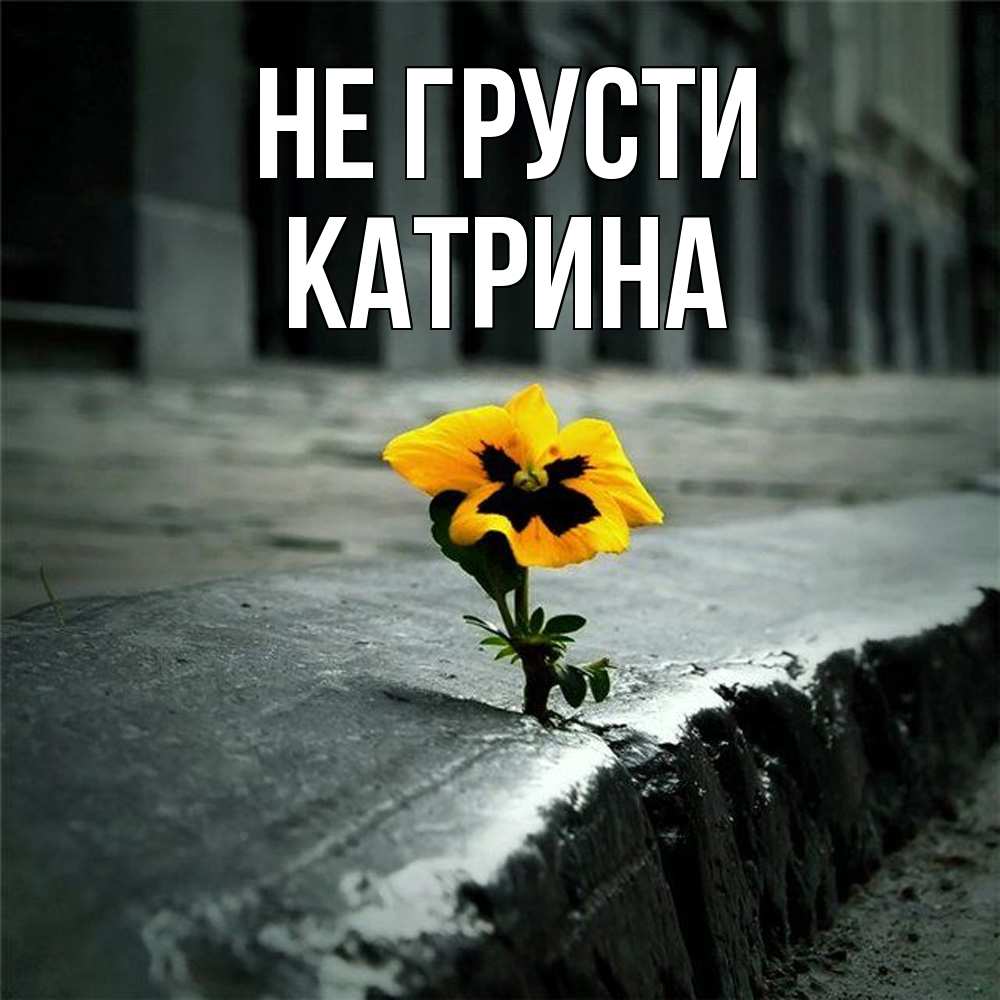 Открытка на каждый день с именем, Катрина Не грусти не сдавайся Прикольная открытка с пожеланием онлайн скачать бесплатно 