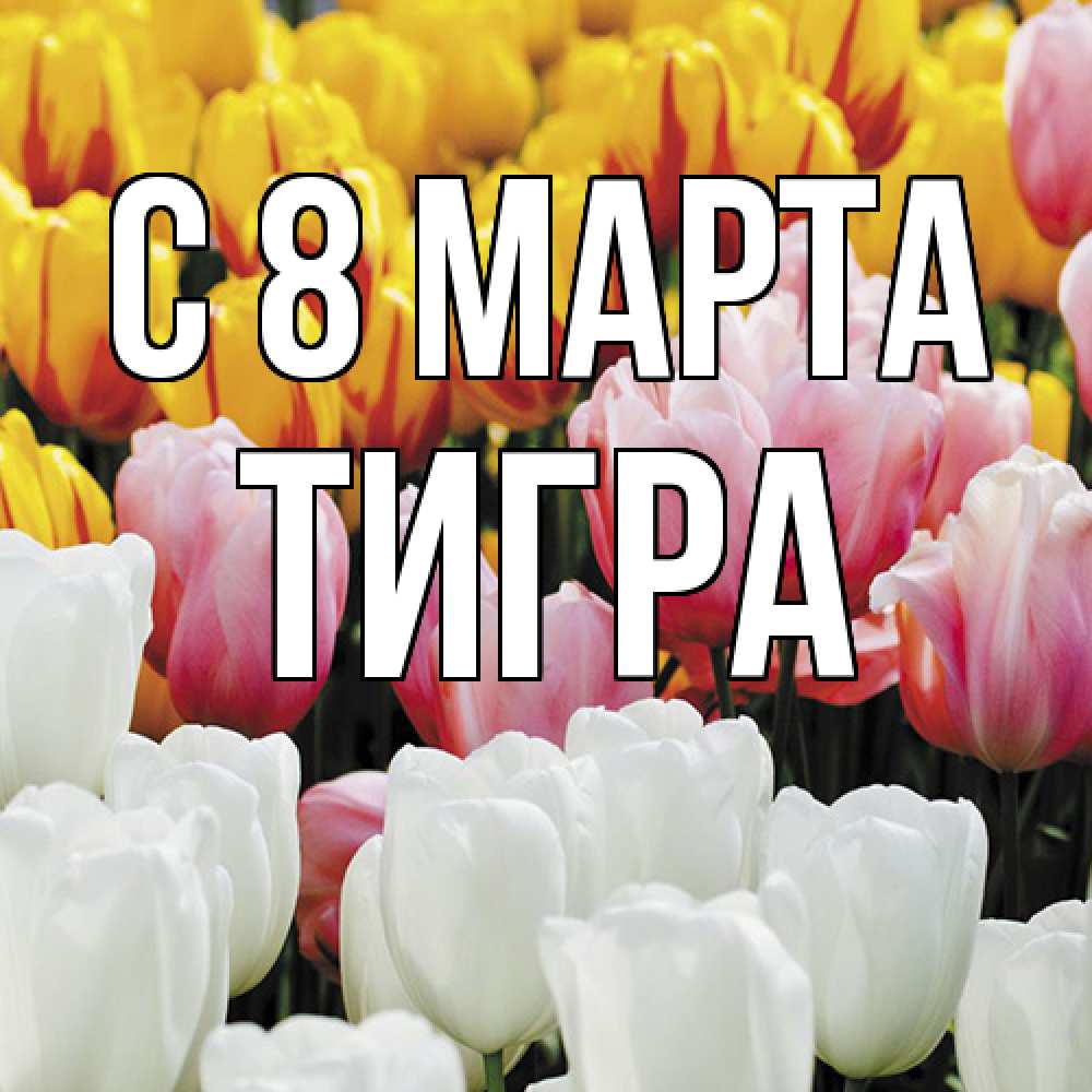 Открытка на каждый день с именем, Тигра C 8 МАРТА разноцветные цветы Прикольная открытка с пожеланием онлайн скачать бесплатно 