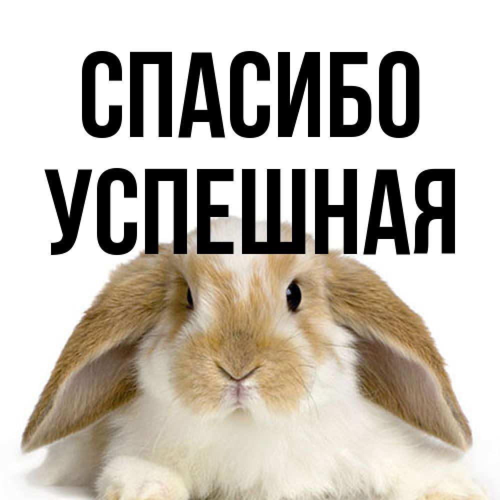 Открытка на каждый день с именем, Успешная Спасибо коричнево белый заяц Прикольная открытка с пожеланием онлайн скачать бесплатно 