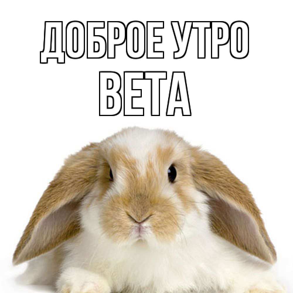 Открытка на каждый день с именем, Вета Доброе утро прикольные открытки на каждый день Прикольная открытка с пожеланием онлайн скачать бесплатно 