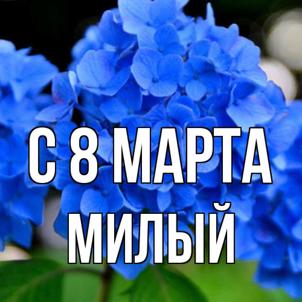 Открытка на каждый день с именем, Милый C 8 МАРТА синие цветы Прикольная открытка с пожеланием онлайн скачать бесплатно 