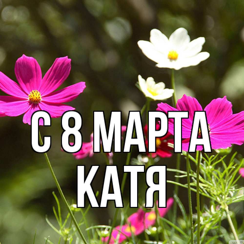 Открытка на каждый день с именем, Катя C 8 МАРТА цветы Прикольная открытка с пожеланием онлайн скачать бесплатно 