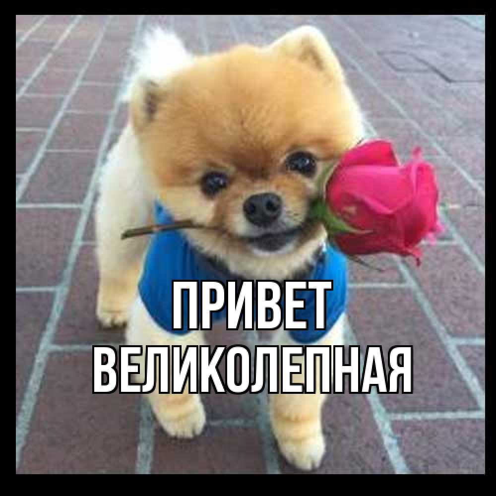 Открытка на каждый день с именем, великолепная Привет роза в зубах у собаки Прикольная открытка с пожеланием онлайн скачать бесплатно 