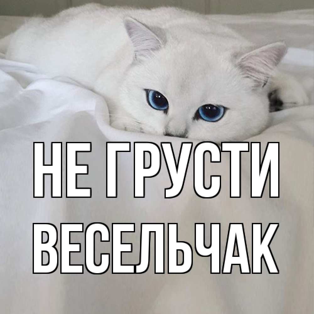 Открытка на каждый день с именем, Весельчак Не грусти белый кот с голубыми глазами на белоснежной кровати Прикольная открытка с пожеланием онлайн скачать бесплатно 