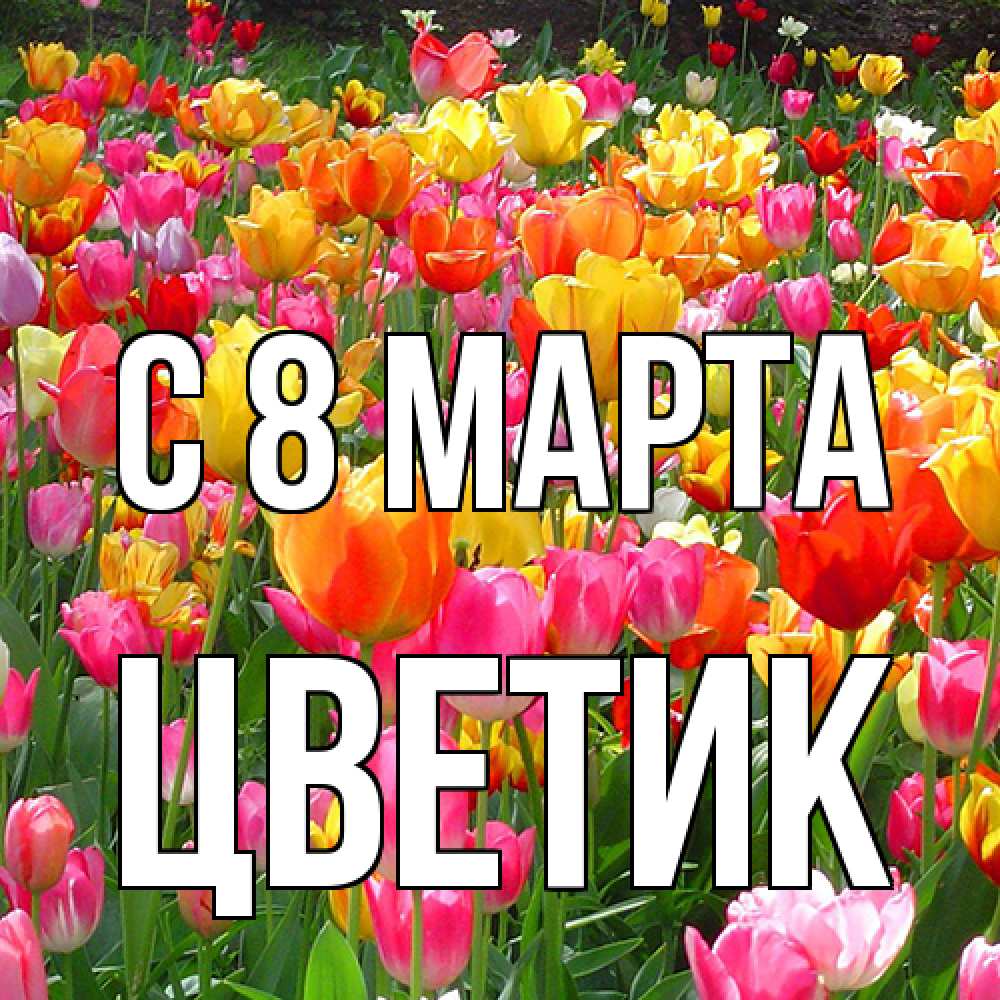 Открытка на каждый день с именем, цветик C 8 МАРТА на международный женский день Прикольная открытка с пожеланием онлайн скачать бесплатно 