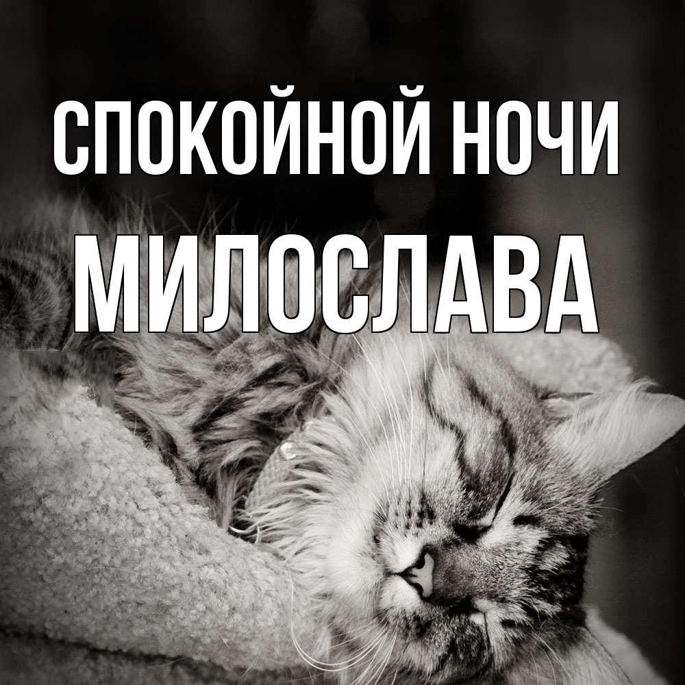 Открытка на каждый день с именем, Милослава Спокойной ночи котярик пушистый Прикольная открытка с пожеланием онлайн скачать бесплатно 