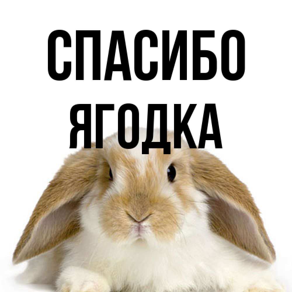 Открытка на каждый день с именем, ягодка Спасибо коричнево белый заяц Прикольная открытка с пожеланием онлайн скачать бесплатно 