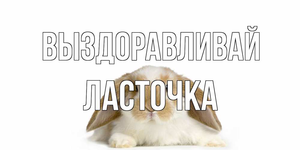 Открытка на каждый день с именем, Ласточка Выздоравливай вислоухий кролик белого и коричневого цвета Прикольная открытка с пожеланием онлайн скачать бесплатно 