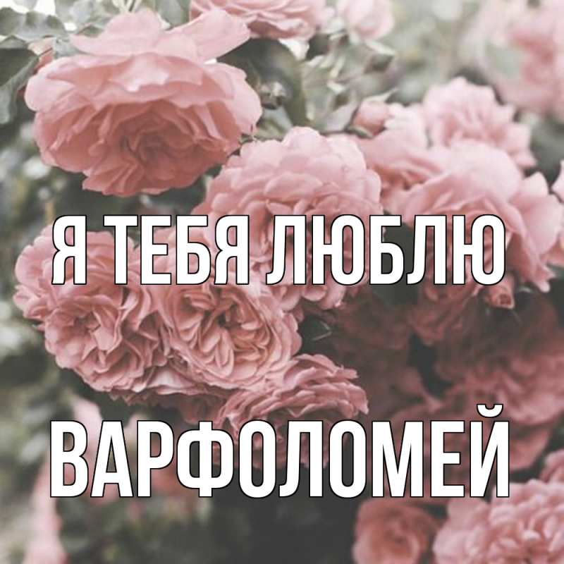 Картинка Я тебя люблю, Варфоломей