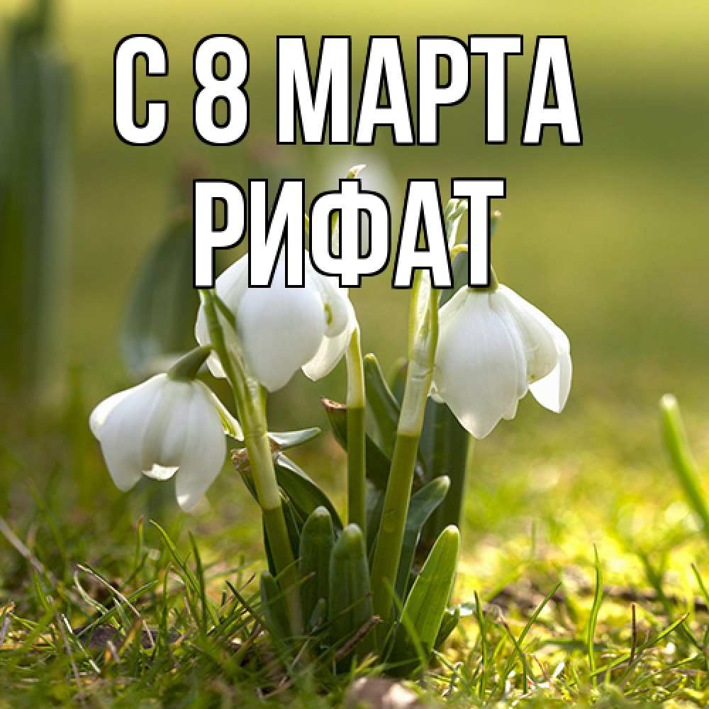 Открытка на каждый день с именем, Рифат C 8 МАРТА ранние цветы 2 Прикольная открытка с пожеланием онлайн скачать бесплатно 