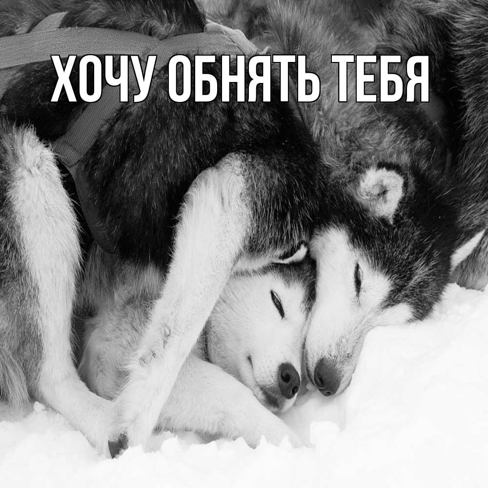 Открытка на каждый день с именем, выберите-имя Хочу обнять тебя собачки в упряжке Прикольная открытка с пожеланием онлайн скачать бесплатно 