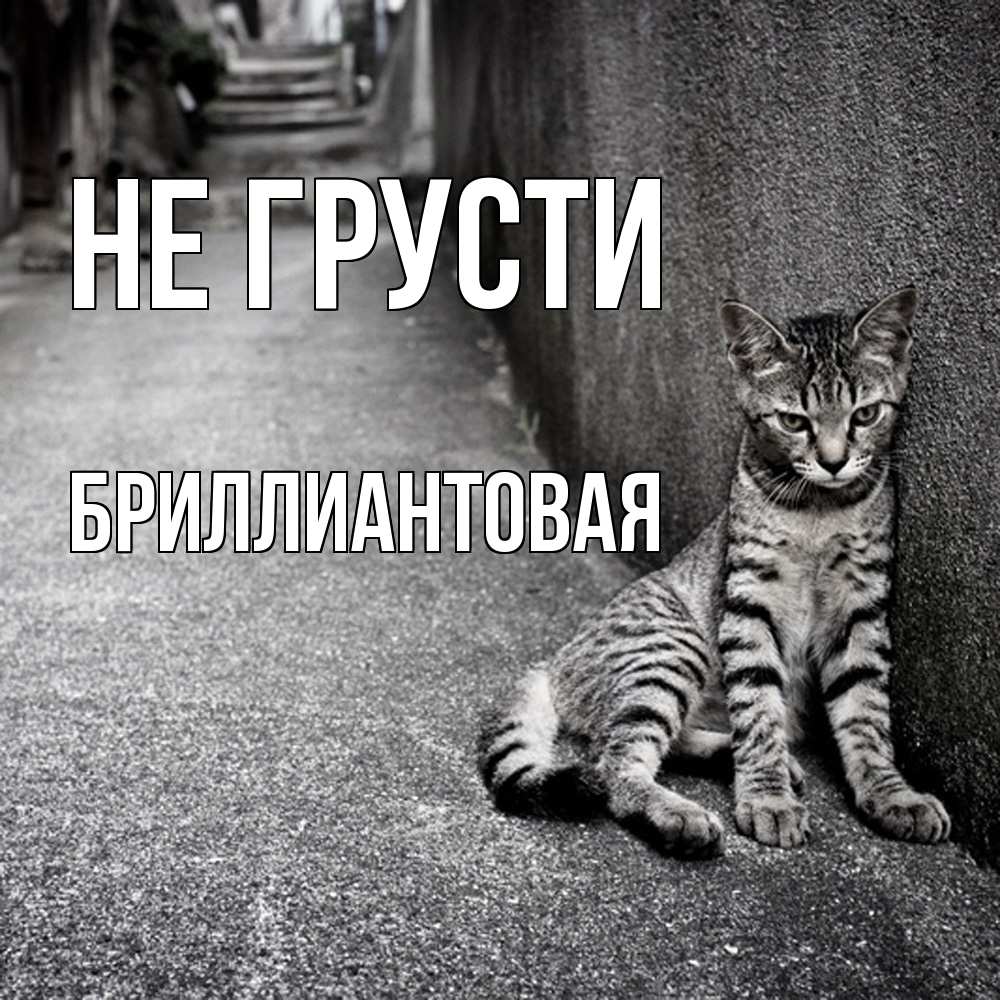 Открытка на каждый день с именем, Бpиллиантовая Не грусти скучающий котик Прикольная открытка с пожеланием онлайн скачать бесплатно 