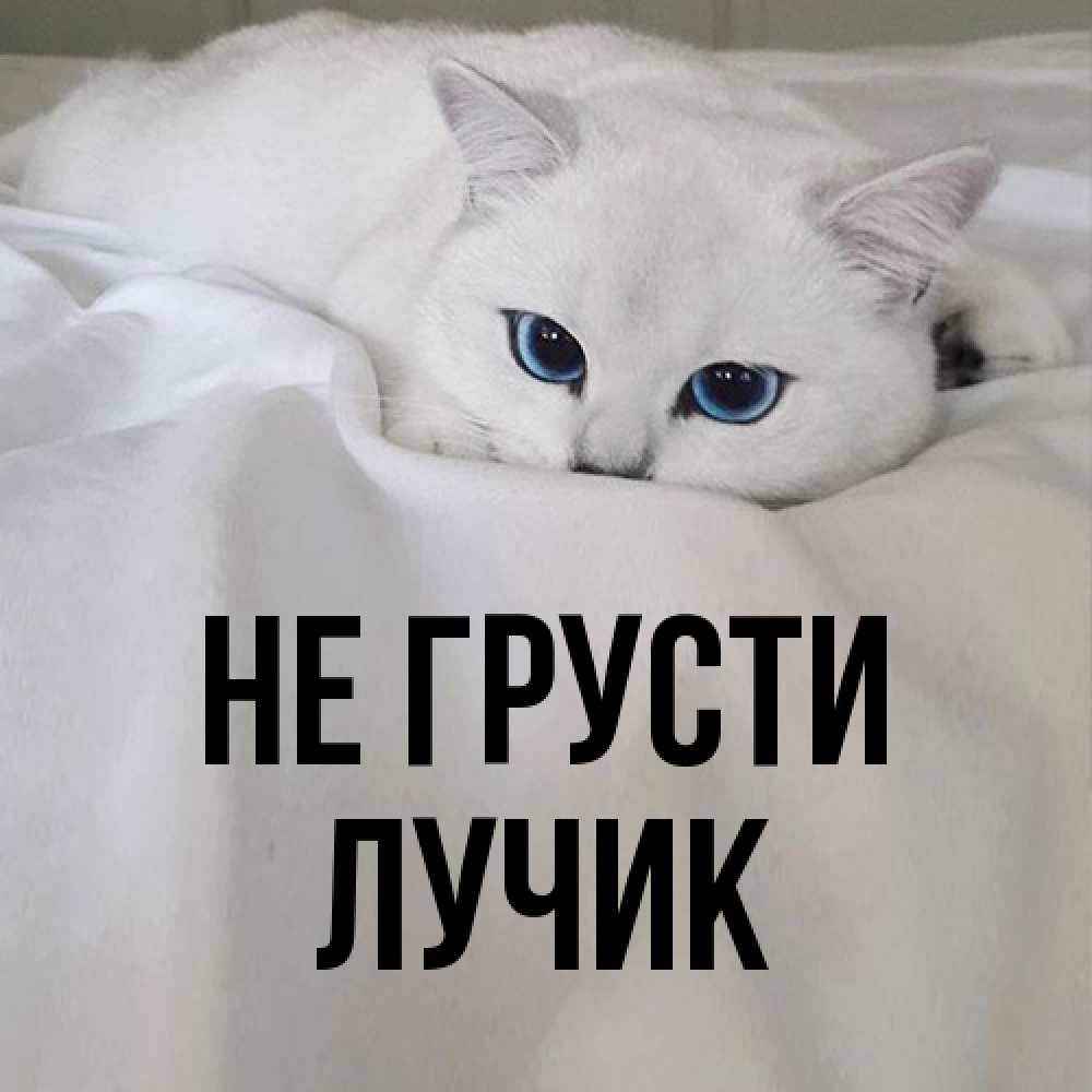 Открытка на каждый день с именем, Лучик Не грусти Голубоглазая кошка Прикольная открытка с пожеланием онлайн скачать бесплатно 