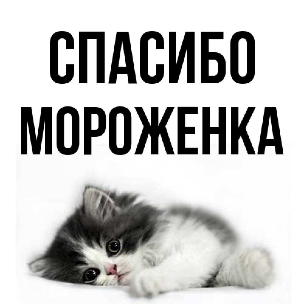 Открытка на каждый день с именем, Мороженка Спасибо черный и белый кот Прикольная открытка с пожеланием онлайн скачать бесплатно 