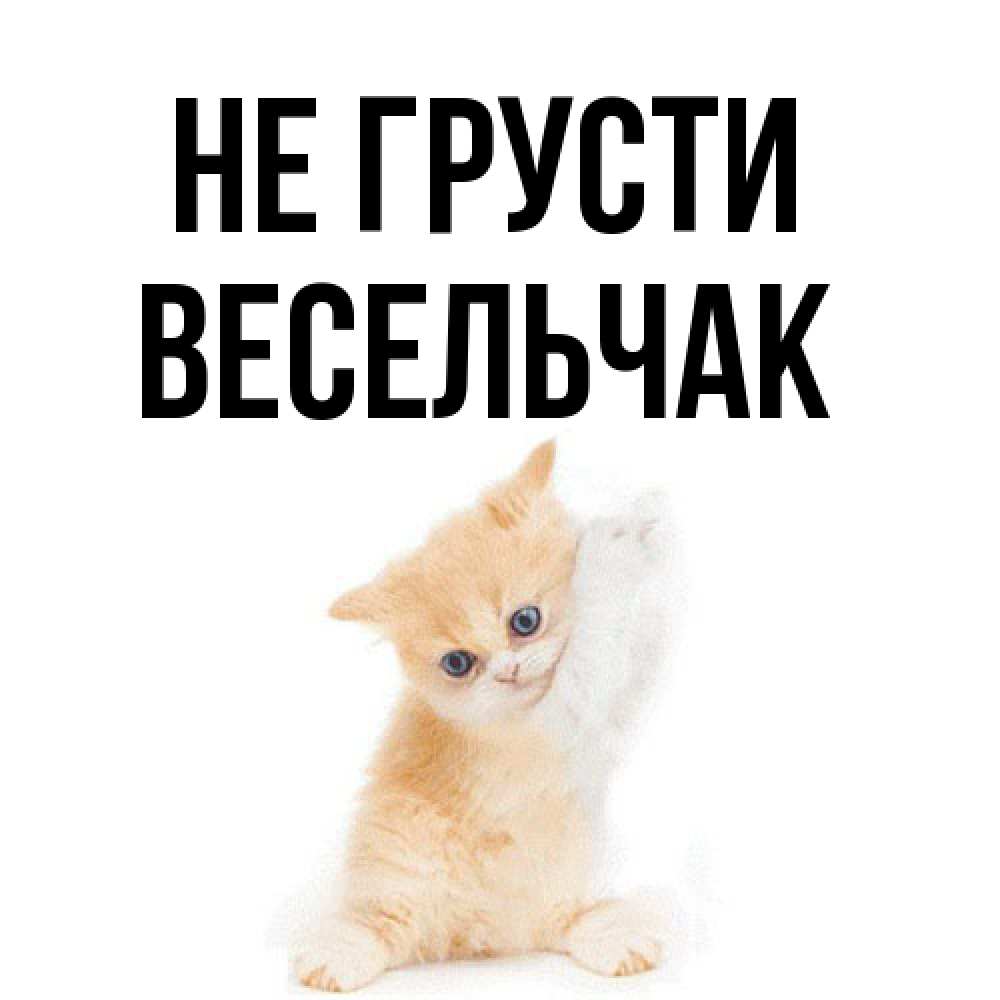 Открытка на каждый день с именем, Весельчак Не грусти просящий кот Прикольная открытка с пожеланием онлайн скачать бесплатно 
