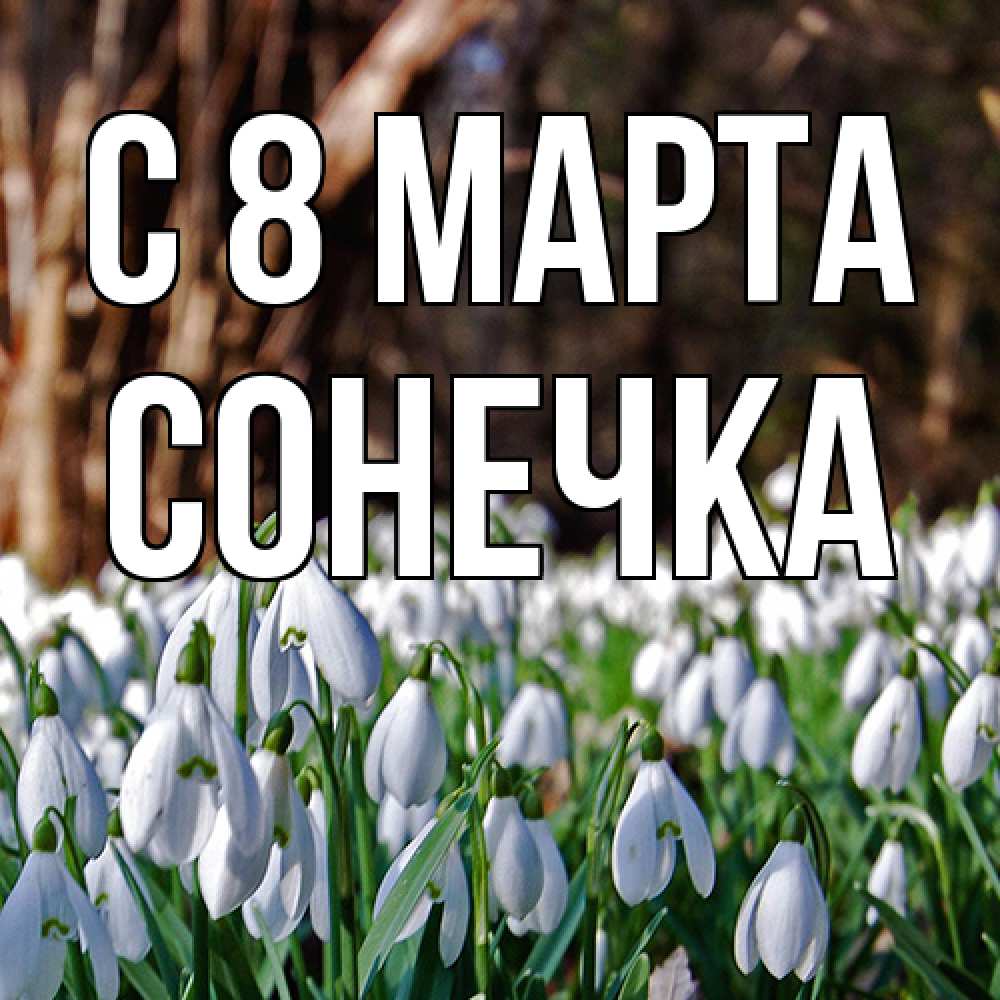 Открытка на каждый день с именем, Сонечка C 8 МАРТА с подснежниками 1 Прикольная открытка с пожеланием онлайн скачать бесплатно 