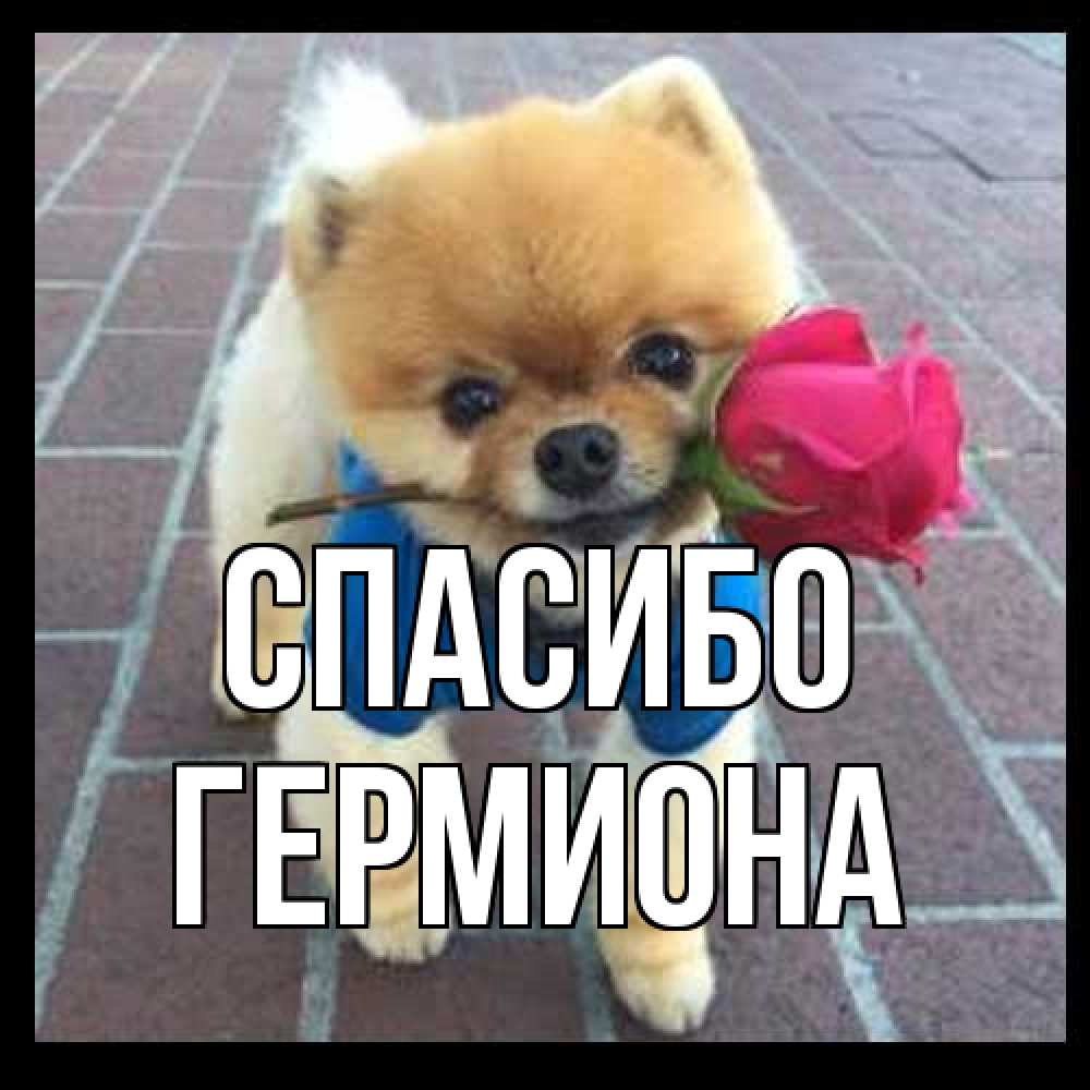 Открытка на каждый день с именем, Гермиона Спасибо спасибо и дарю тебе цветок Прикольная открытка с пожеланием онлайн скачать бесплатно 