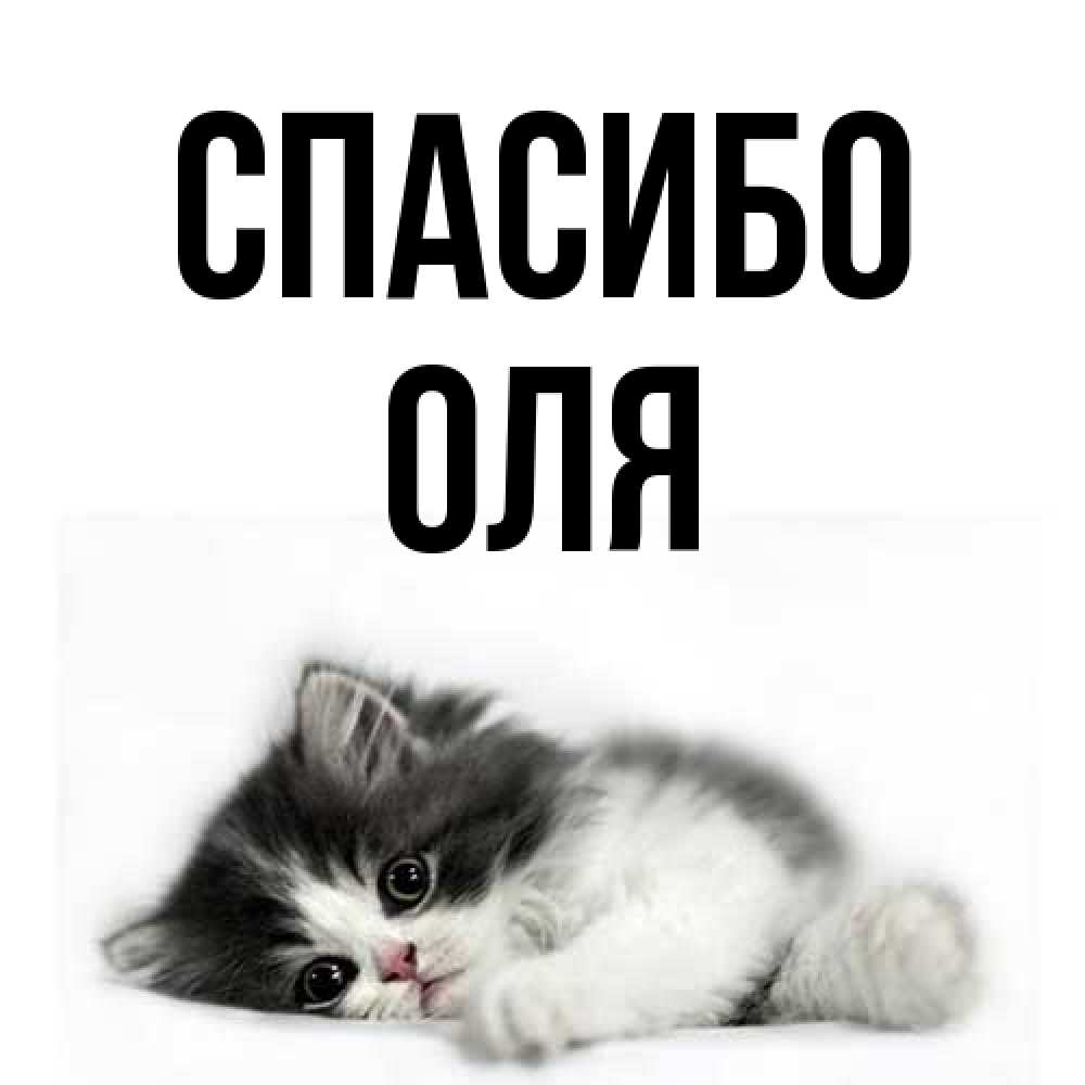 Открытка на каждый день с именем, Оля Спасибо черный и белый кот Прикольная открытка с пожеланием онлайн скачать бесплатно 