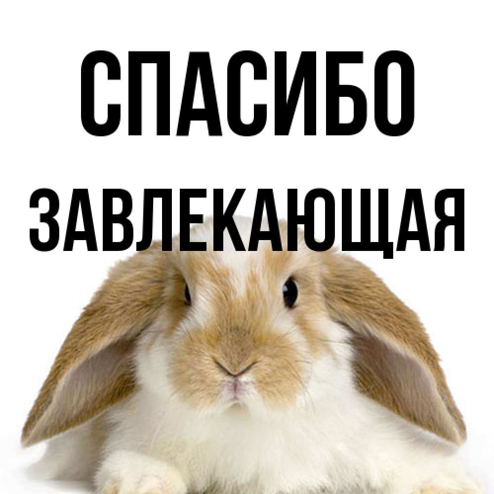 Открытка на каждый день с именем, завлекающая Спасибо коричнево белый заяц Прикольная открытка с пожеланием онлайн скачать бесплатно 