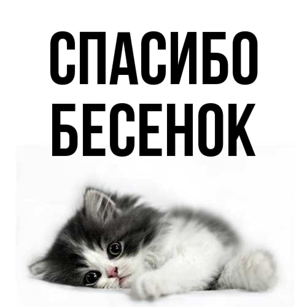 Открытка на каждый день с именем, Бесенок Спасибо черный и белый кот Прикольная открытка с пожеланием онлайн скачать бесплатно 
