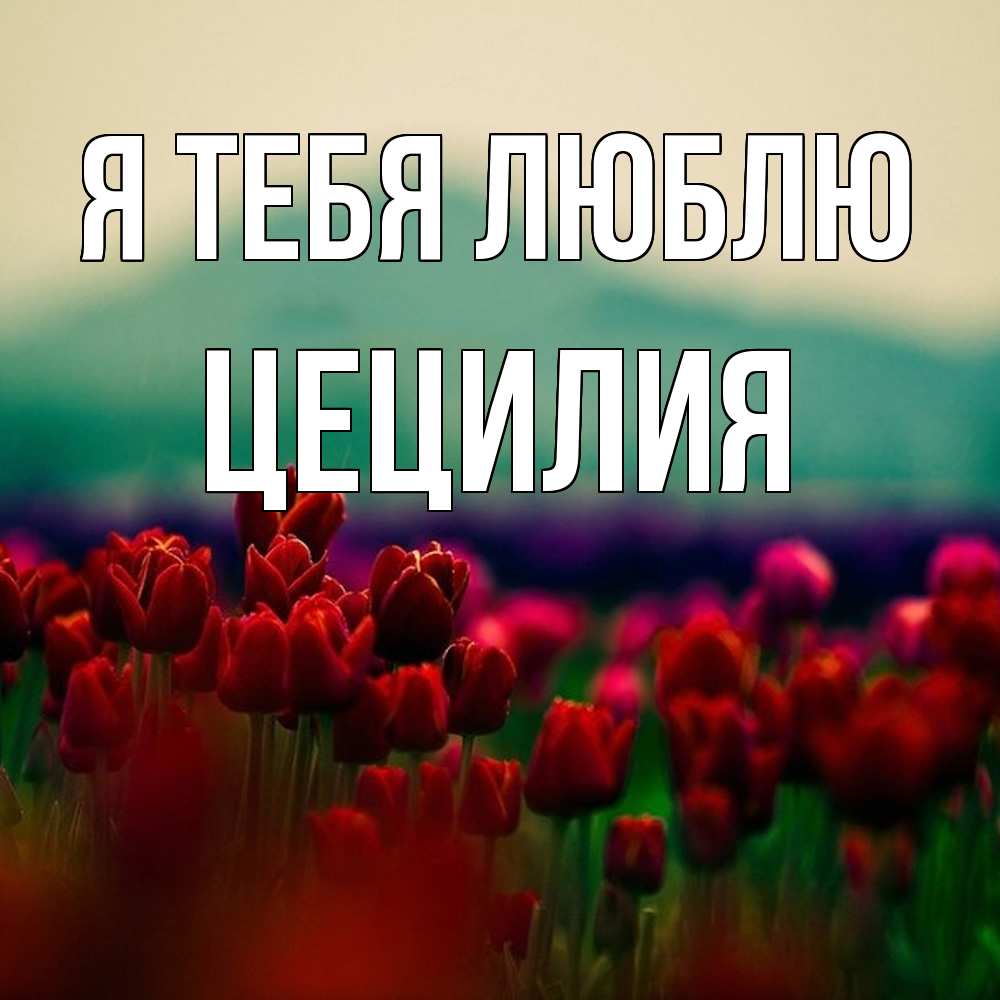 Открытка на каждый день с именем, Цецилия Я тебя люблю тюльпаны 4 Прикольная открытка с пожеланием онлайн скачать бесплатно 