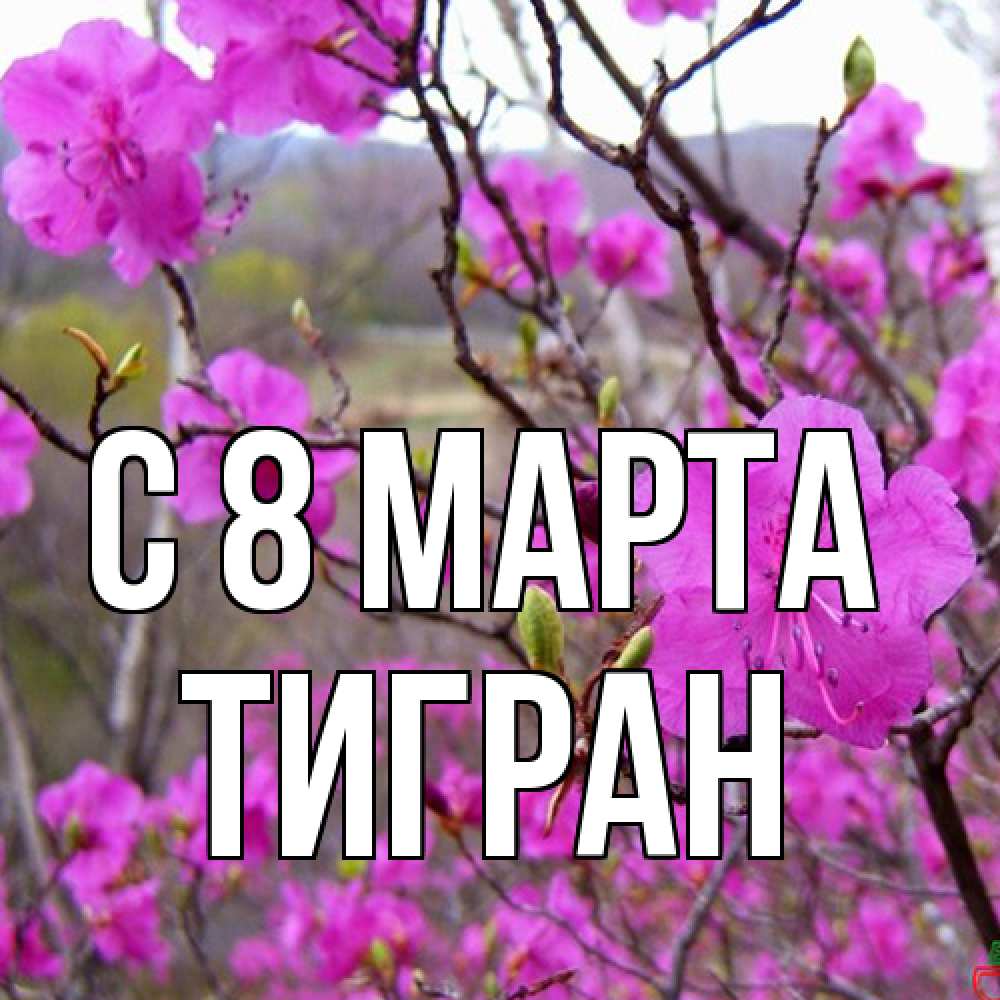 Открытка на каждый день с именем, Тигран C 8 МАРТА международный женский день Прикольная открытка с пожеланием онлайн скачать бесплатно 