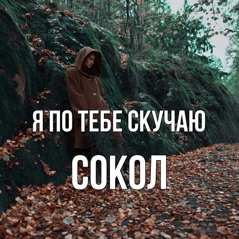Картинка Я по тебе скучаю, Сокол