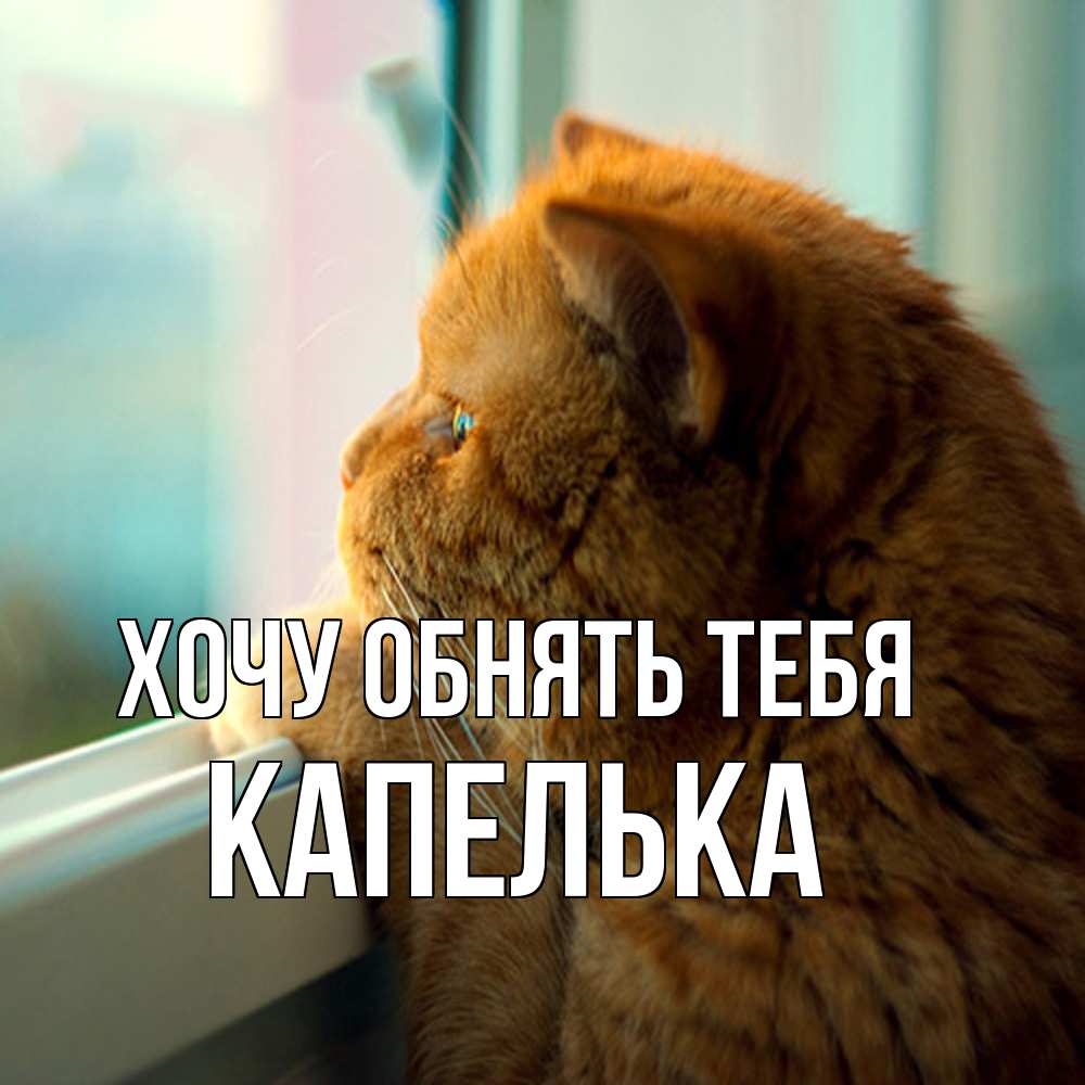 Открытка на каждый день с именем, Капелька Хочу обнять тебя большой огромный рыжий котяра Прикольная открытка с пожеланием онлайн скачать бесплатно 