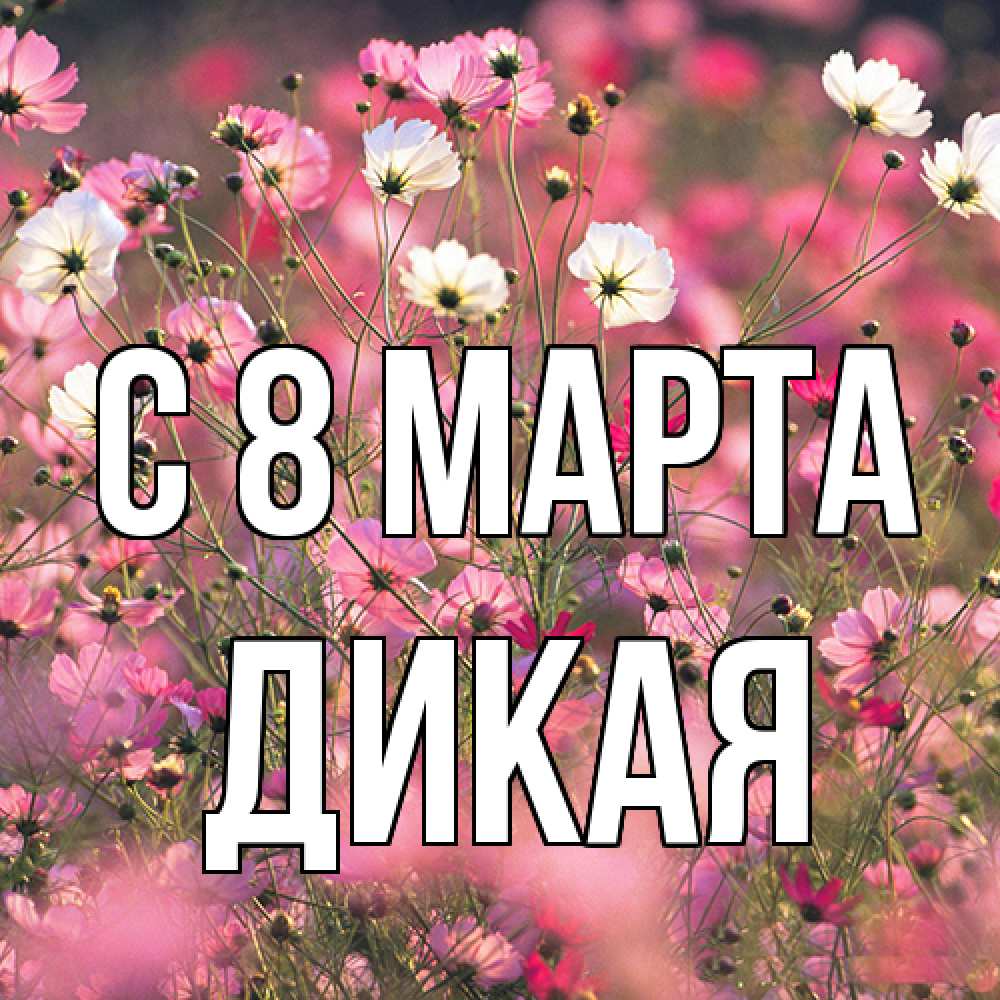 Открытка на каждый день с именем, дикая C 8 МАРТА красиво 1 Прикольная открытка с пожеланием онлайн скачать бесплатно 