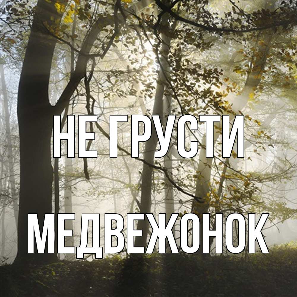 Открытка на каждый день с именем, медвежонок Не грусти лес и свет Прикольная открытка с пожеланием онлайн скачать бесплатно 