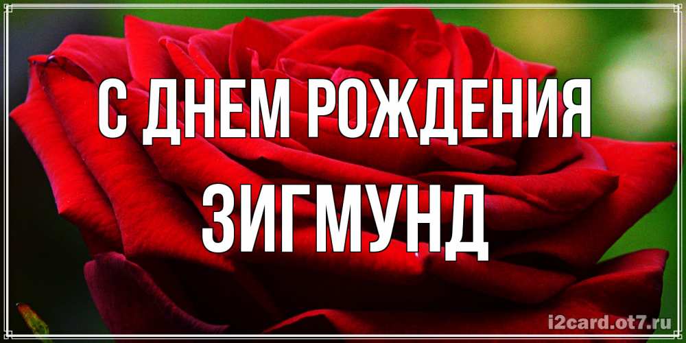 Открытка на каждый день с именем, Зигмунд С днем рождения розочка очень красивая Прикольная открытка с пожеланием онлайн скачать бесплатно 