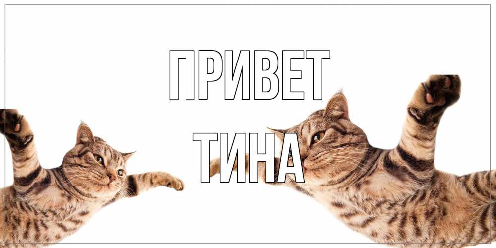 Открытка на каждый день с именем, Тина Привет кот Прикольная открытка с пожеланием онлайн скачать бесплатно 