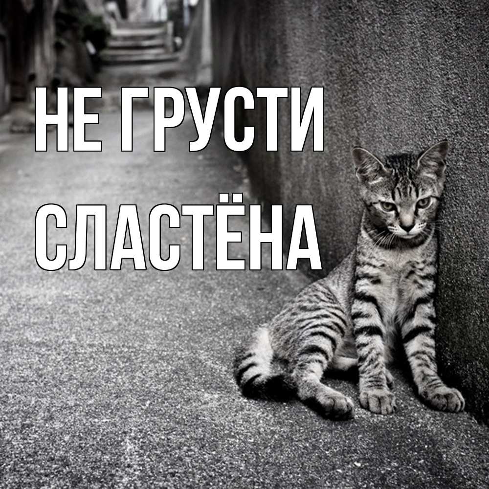 Открытка на каждый день с именем, сластёна Не грусти скучающий котик Прикольная открытка с пожеланием онлайн скачать бесплатно 