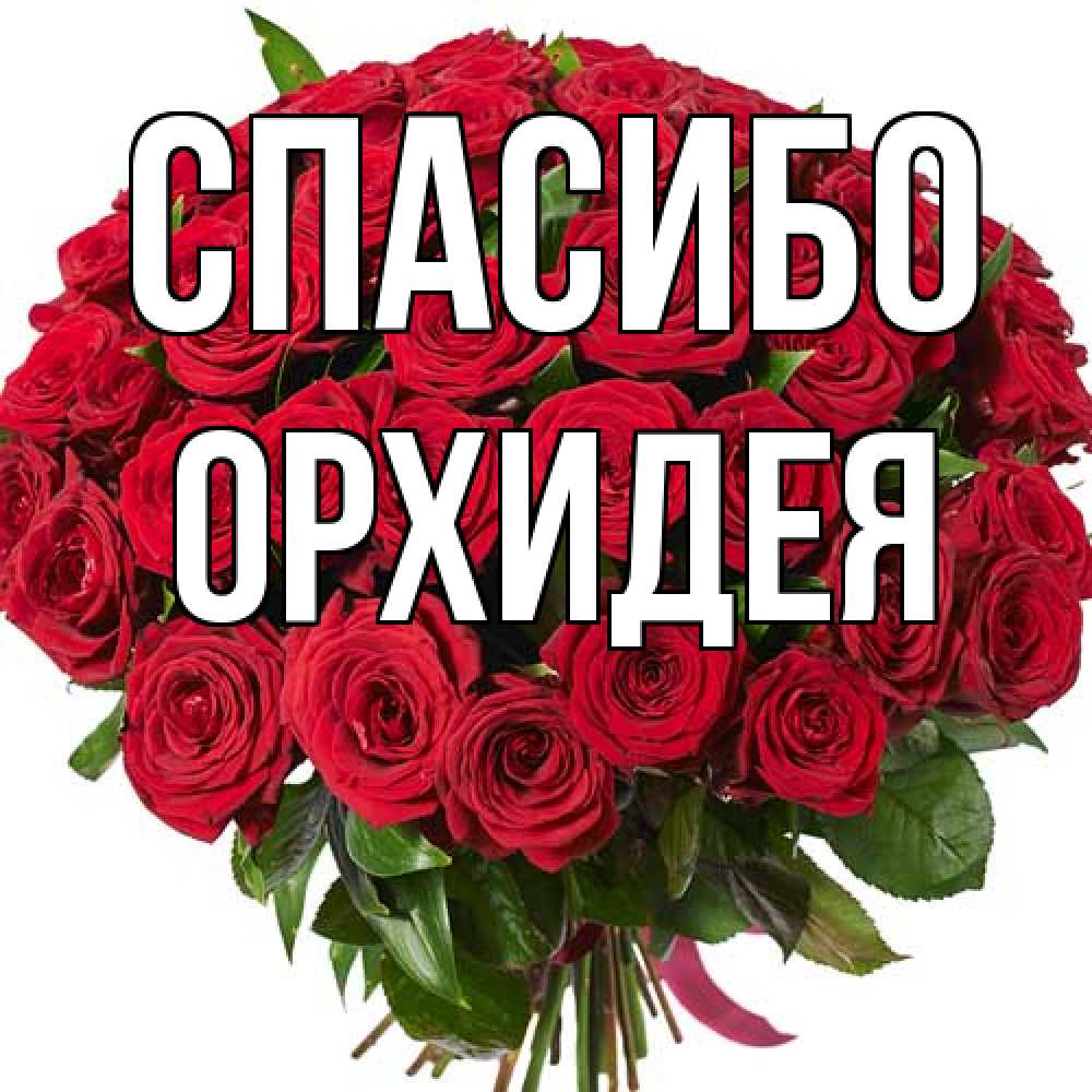 Открытка на каждый день с именем, Орхидея Спасибо букет красных роз Прикольная открытка с пожеланием онлайн скачать бесплатно 