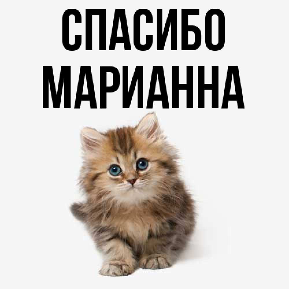 Открытка на каждый день с именем, Марианна Спасибо пушистый котик Прикольная открытка с пожеланием онлайн скачать бесплатно 