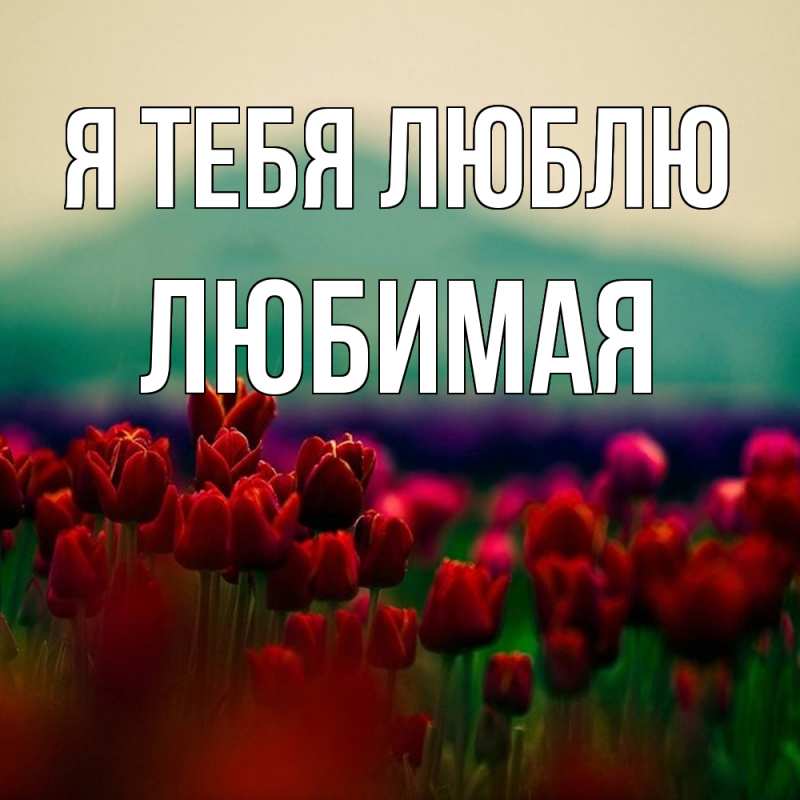 Картинка Я тебя люблю, Любимая