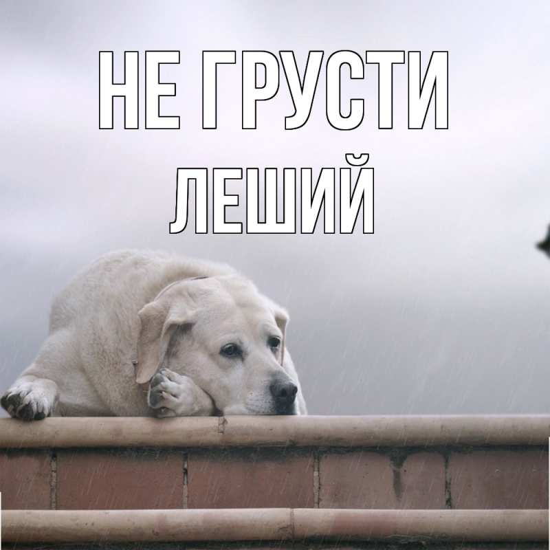 Картинка Не грусти, Леший