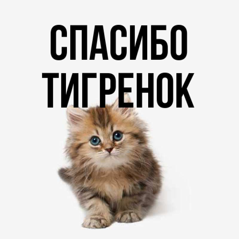 Картинка Спасибо, Тигpенок
