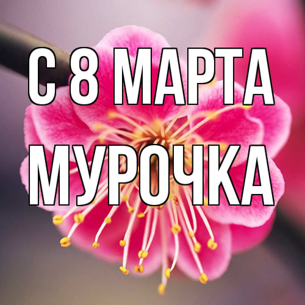 Открытка на каждый день с именем, Мурочка C 8 МАРТА цветы Прикольная открытка с пожеланием онлайн скачать бесплатно 