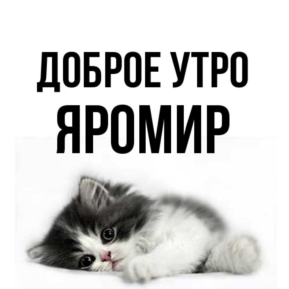 Открытка на каждый день с именем, Яромир Доброе утро кот лапки Прикольная открытка с пожеланием онлайн скачать бесплатно 