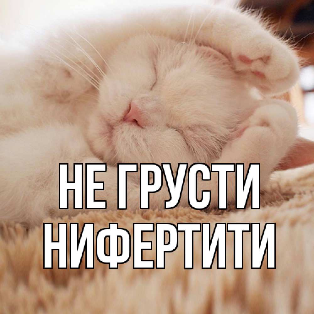 Открытка на каждый день с именем, Нифертити Не грусти белый кот Прикольная открытка с пожеланием онлайн скачать бесплатно 