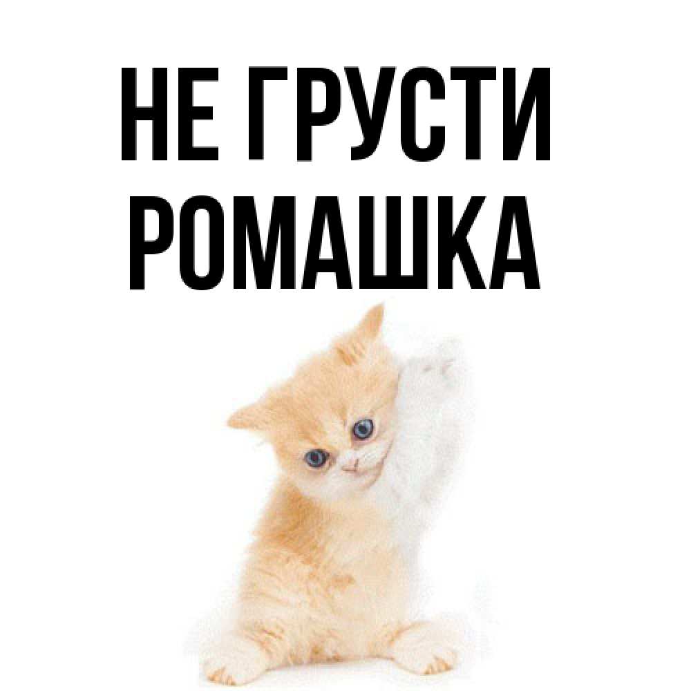 Открытка на каждый день с именем, Ромашка Не грусти просящий кот Прикольная открытка с пожеланием онлайн скачать бесплатно 