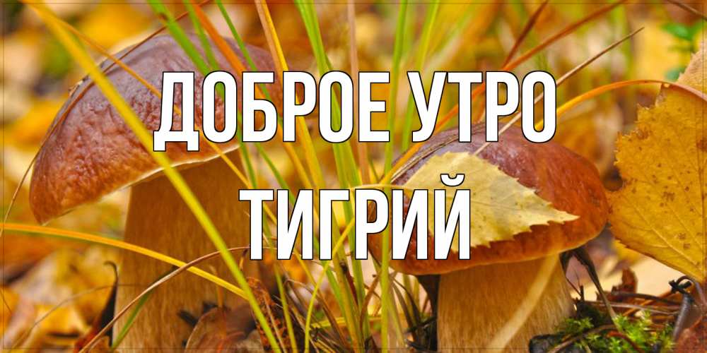 Открытка на каждый день с именем, Тигрий Доброе утро осенние грибы Прикольная открытка с пожеланием онлайн скачать бесплатно 