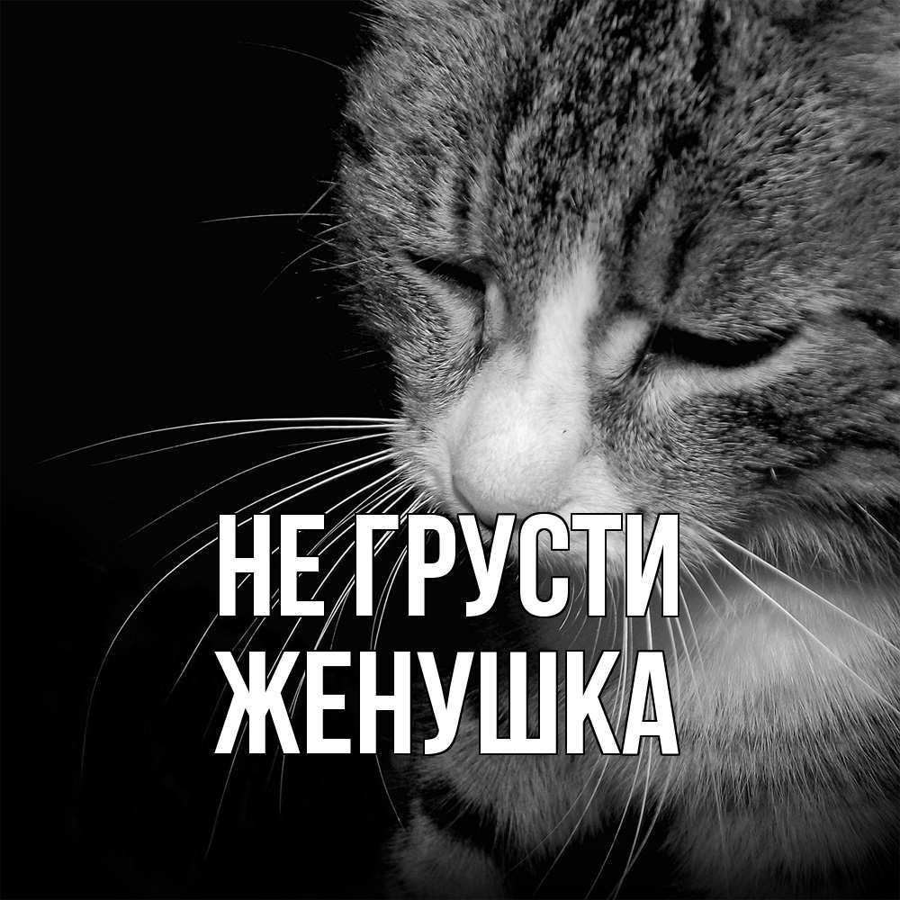 Открытка на каждый день с именем, женушка Не грусти грустный котик Прикольная открытка с пожеланием онлайн скачать бесплатно 
